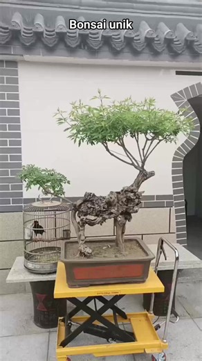 6.5K views · 96 reactions | Bonsai unik #bonsai #bonsaitree #bonsaiart #unik #everyone | Bayu Bonsai | Facebook