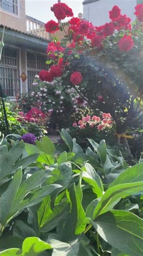 Glown Up Garden 🌼🌱 You'll Get inspired 😲🌸#gardening #asmr #garden #asmr #gardenplants #nature