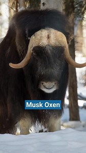 15K views · 31 reactions | Think you’ve got what it takes to survive in subzero temps? These tundra animals do it every day. From Arctic foxes to snowy owls, these creatures thrive in the coldest climates. Learn more: https://pulse.ly/poy2nzi2ap | Howstuffworks | Facebook