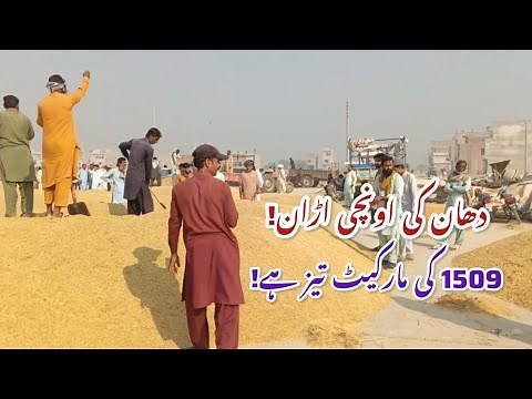 Rice Market Live Update! 1509 Variety Getting the Best Rates; Farmers Are Happy!