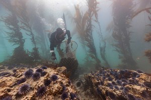 Diving for Sea Urchins to Revive Barren Oceans