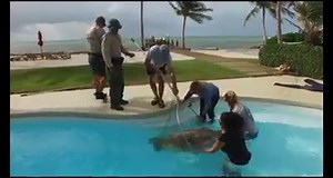 SEA TURTLE IN POOL: This Florida homeowner definitely had quite the shock after discovering a sea turtle in the swimming pool! Thankfully, wildlife officials were able to rescue the 250-pound female and release it back into the ocean. 🐢🐢🐢 VIDEO: Florida Keys News Bureau STORY: http://bit.ly/2sAQgQE | FOX 10 Phoenix