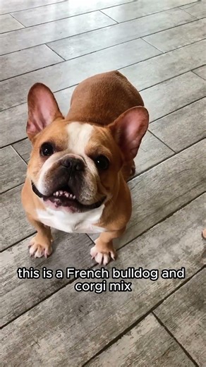Wonder-Quest Trivia: 10 Corgi Mixes — Short Legs, Big Attitude #didyouknow #corgimix #dogbreeds