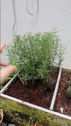 How To Stop Killing Your Rosemary Plants (Part 2)