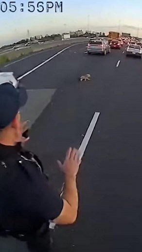 Puppy Rescued by cops #Respect #savelives #rescuedog #bodycam #help #cops #rescue | Rescue By Cops