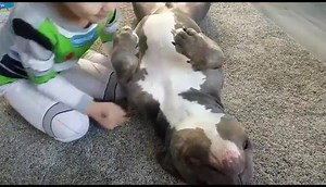 50K views · 2.8K reactions | Para começar bem o dia, uma boa dose de amor. Via @scarlwysworld #recantodospitbulls #adoteumpitbull #pitbulls #Goiânia #farminabr #nutripet #pitbull #pitbullsofinstagram #pitbulllovers #pitbullsim | Recanto Dos Pit Bulls | Facebook