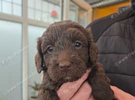Gorgeous F1 Cockapoo Puppies - £800