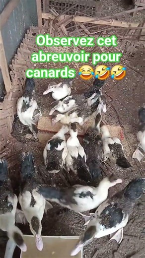 #OBSERVEZ BIEN CET #ABREUVOIR POUR MES #CANARDS #DUCK #france #cotedivoire #chine #inde