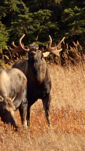 This Alaskan bull moose caught the scent of this cow moose. He’s doing what’s called the Flehmen response—curling his upper lip to expose his teeth. This isn’t aggression—it’s how bull moose detect pheromones from females during mating season! 🔍 Fun Fact: Moose mating season, or “rut,” happens in the fall. Bulls can detect a cow’s scent from over a mile away and will travel long distances to find her. Nature’s wild romance is on full display here in Alaska ❤️🍂 #Moose #AlaskaWildlife #NatureFac