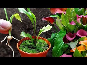 💐Calla Lily 👉 How to Sown them and make New Colors