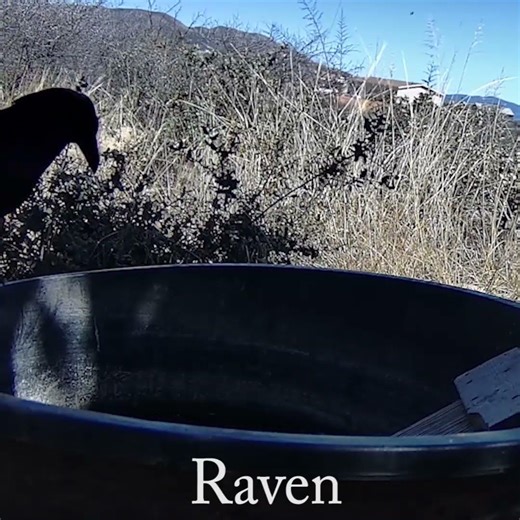 Raven calling #highdesertwildlife #birds #raven