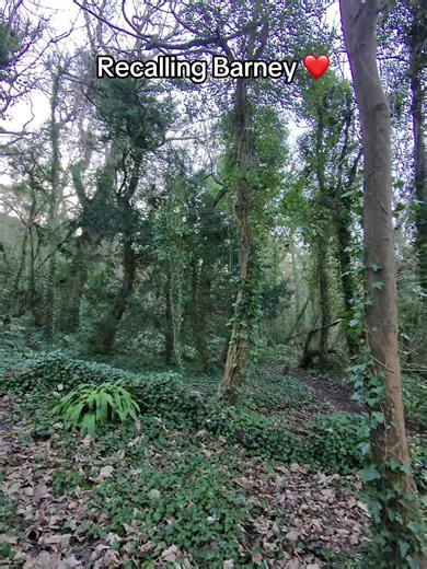 Just when I couldn’t see him. Poof he’s here 🥰 #recall #dog