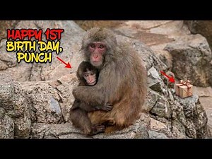 Punch the Monkey Turns 1: His Incredible First Year (Full Story)