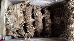 Was wurde eigentlich aus den Hornissen im Nistkasten? Die Frage wurde mehrfach gestellt und heute gab es endlich die Antwort! Heute war mal Zeit und passendes Wetter, den Starenkasten der jährlichen Wartung zu unterziehen. Leider zog kein Star ein, nach anfänglichen, halbherzigen Nestbauaktivitäten. Im Juli (?) zogen plötzlich Hornissen ein und bauten die Kamera langsam zu. Die ersten Tage war das Treiben somit noch im Livestream zu sehen. Danach war das Bild zugebaut und somit nahm ich den Stre