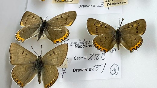 The Cornell University Insect Collection, established in 1871, is the seventh-largest in the world and the biggest at a land-grant university. The College of Agriculture and Life Sciences at Cornell University has begun to digitize all seven million of its specimens. | Cornell University