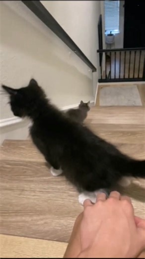 Oh my god!The little gray cat was scared by the big black cat and rolled down the stairs. #cat #catsoftiktok #funnycatvideos #kittens #cutecatvideos #fyp #scaredcat