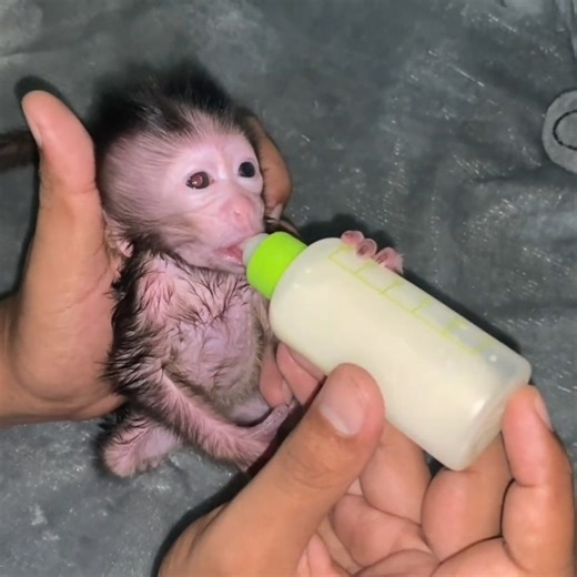Hooray newborn baby monkey can finally sit up | Metro Monkey