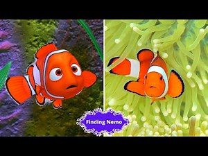 Finding Nemo animation characters in real life/ 💥 Who is your favorite character? 💥