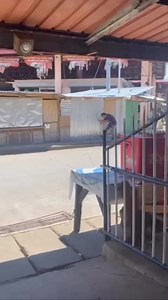 kardo dalisay #batangquiapo #funnyvideo | Hinundayan News & Politics