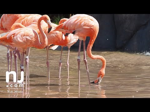 Flamingo exhibit opens at Essex County Turtle Back Zoo