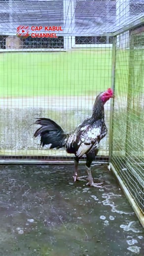 Pama chicken with routine care #chicken #animals #funny #fyp