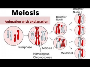Meiosis/phases of meiosis animation