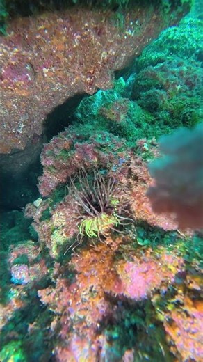 Dive into Vibrant Coral Reefs: Colors & Wonder