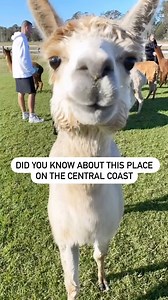 Looking for a quirky adventure just 1.5hrs from Sydney? 🦙💚 Visit Iris Lodge Alpaca and get up close and personal with these adorable alpacas while you hand-feed them! Thanks for sharing your #feelNSW moment Jemma Explores ID: People petting and feeding alpacas at a farm in Jilliby, New South Wales, Australia. | Visit NSW