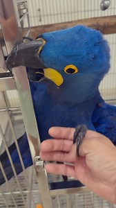 949 reactions · 17 shares | How to hand feed your Hyacinth Macaw #parrot #parrotlife #parrotlover #parrotfood #pet | Gabriel Wang | Facebook