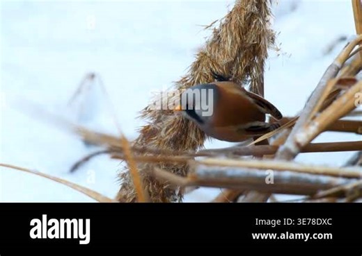 Wildlife - Birds. They feed on bearded reedling (Panurus biarmicus) birds, insects and reed seeds that live in large reeds in wetlands Stock Video Footage - Alamy
