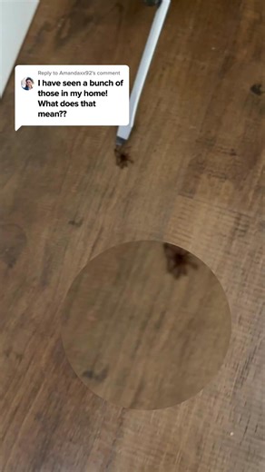 One bite. That’s all it takes. Brown recluses don’t chase you… they wait. They hide in shoes, blankets, closets—and strike without warning. Painful bites. Necrosis. ER visits. Our team knows how to find them and how to stop them. Don’t gamble with your safety. ✅ Safe removal. 🛏️ Peace of mind. 🕷️ No more nightmares. 📞 Call Lookout Pest Control and take back your home. 🧼 Clean. ✅ Safe. 🛡️ Guaranteed. | Lookout Pest Jackson