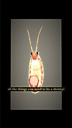 how to be shrimp #shrimp #animation #animationmeme