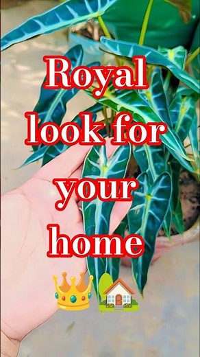 🌿 Beautiful Indoor Plant Alocasia Amazonica (African Mask Plant🪴 Indoor Green Vibes for Home Décor