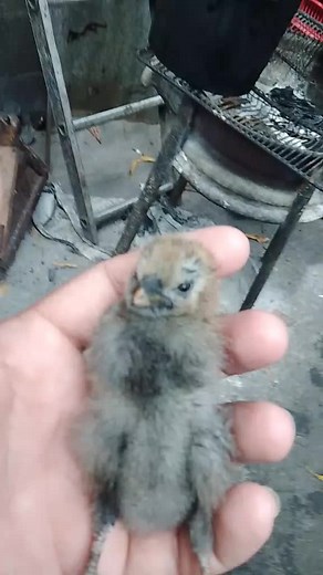 Caring for Young Birds: A Beginner's Guide