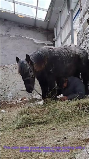Gentle Horse Training | Building Trust with Equines
