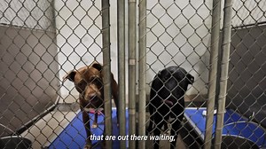 2.4M views · 94 reactions | Tons of displaced pets are suffering intense trauma as they search for their families in the aftermath of the storms. Mayfield Graves County Animal Shelter is taking in these pets, but they are quickly reaching capacity. Will you foster a pet in need while the shelter works to find their owners or new homes? Don’t let these precious pets go without a home for the holidays. Sign up now. | Greater Good Charities | Facebook