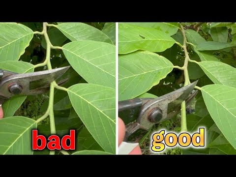 How to prune properly．It makes a difference of 1cm.