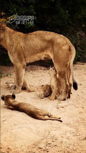 Lion Cubs Meowing - The next generation of the Sand River pride 🦁