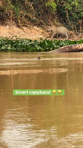 Capivara esperta e dona onça! #pantanal #jaguar #wildlife #naturelovers #OutdoorAdventures #wildlifeconservation #capybara | Roger Benedik