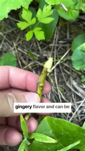 🫚Western Wild Ginger: Indigenous peoples of the Pacific Northwest used wild ginger to treat a
