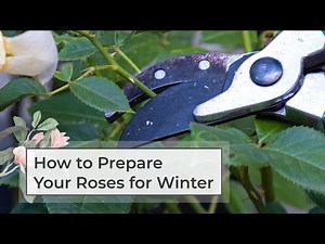 How to prepare your roses for winter