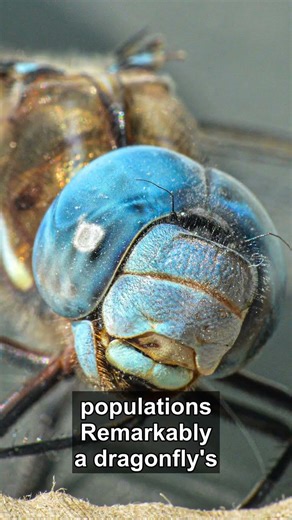 Dragonflies: Ancient Predators of the Sky #Shorts