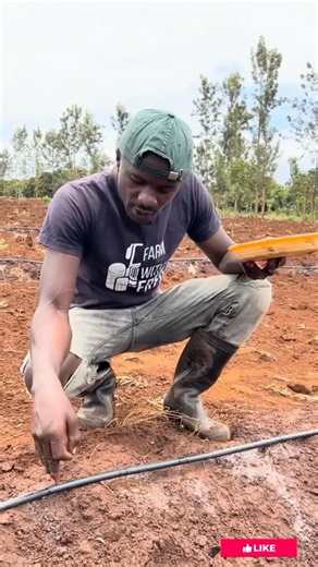 1.8K views · 4.6K reactions | Watermelon planting spacing | Farm With Fred | Facebook