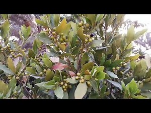 BAY LEAVES TREE/LAUREL
