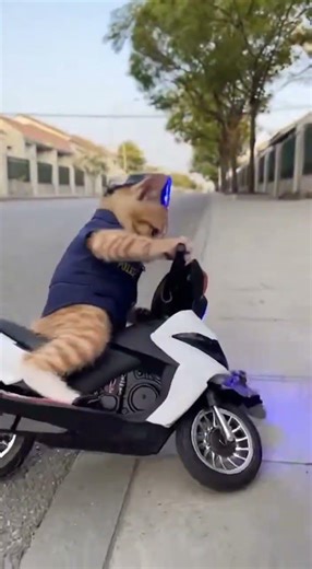 Cat police chasing rat thief