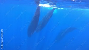 Sperm Whales at sea level diving, underwater shot Beautiful underwater view of Sperm Whales from Sri Lanka, 2022 Stock Video
