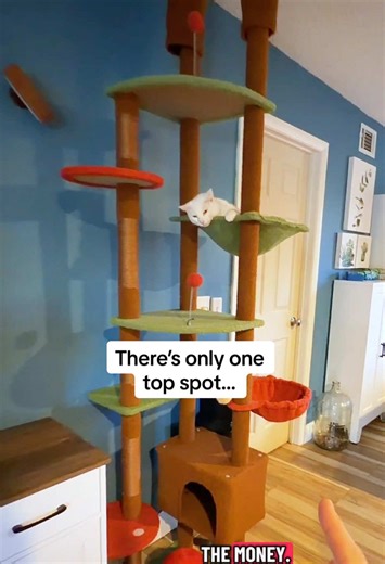 The Pawz Road floor-to-ceiling cat tree gives them vertical space without taking over the whole room. In a multi-cat house, having height options makes such a difference - and apparently the top basket is the prime real estate. #CatTree #MultiCatHome #CatMomLife #CatFurniture #PawzRoad @Pawzroad official