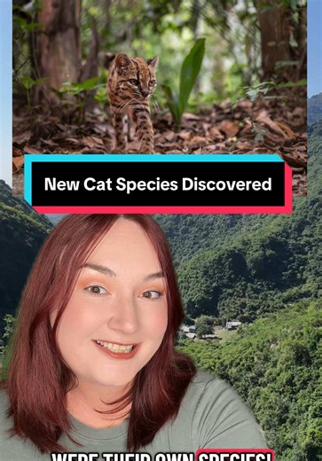 Scientists just discovered a totally new species of cat that’s been hiding in plain sight this whole time! 🐈🤯 #tilcayo #factsaboutcats #sciencenews #tilcayocat #didyouknow