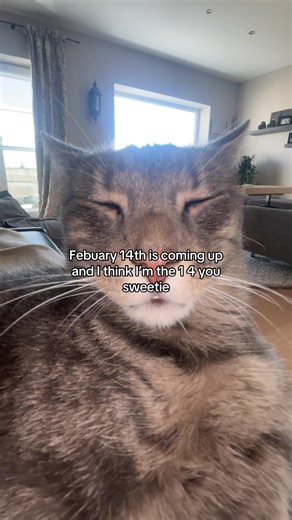 Valentine's Day Ideas for Cat Lovers