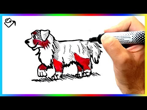 Comment dessiner un chien BERGER australien dessin FACILE